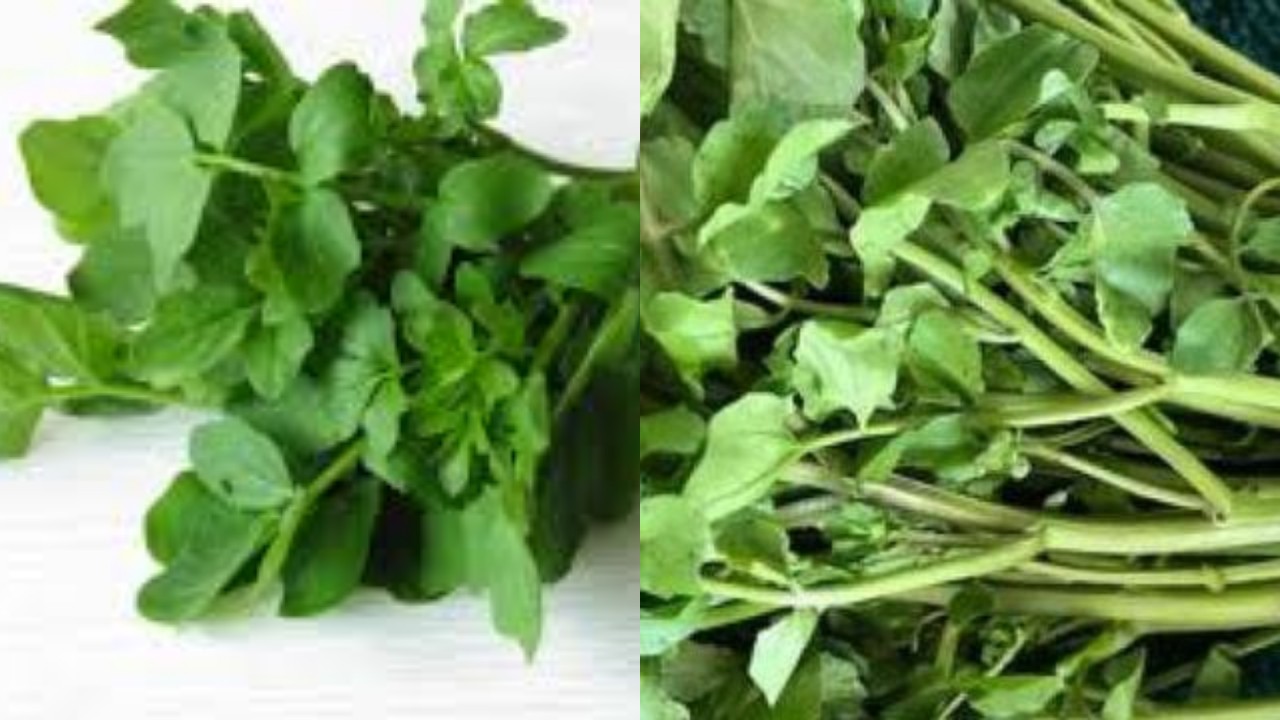 Selada Air, Sayuran Super yang Kaya Nutrisi dan Baik untuk Tubuhmu!