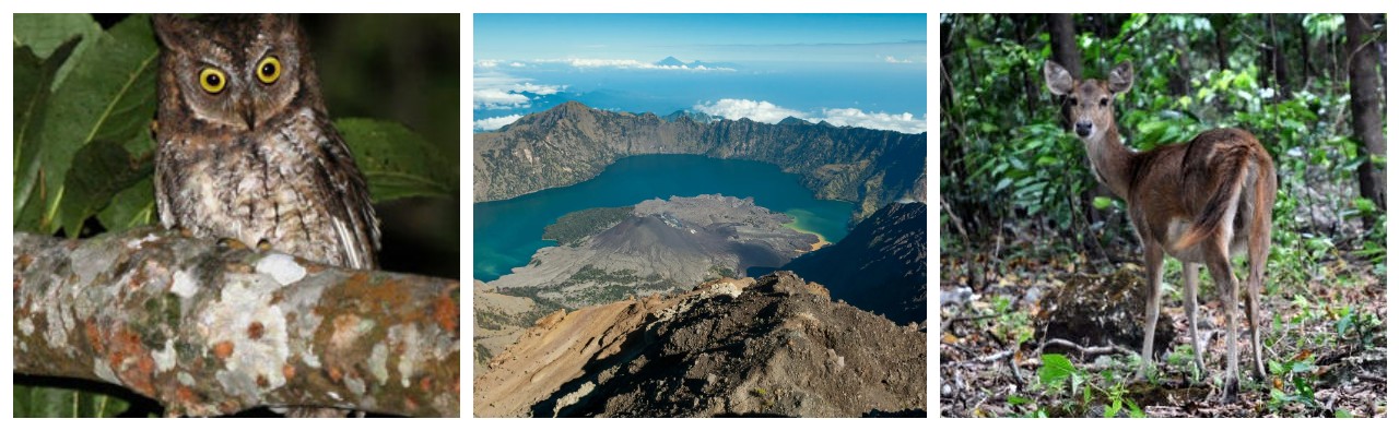 4 Satwa Langka di Gunung Rinjani, Salah Satunya Diyakini sebagai Leluhur