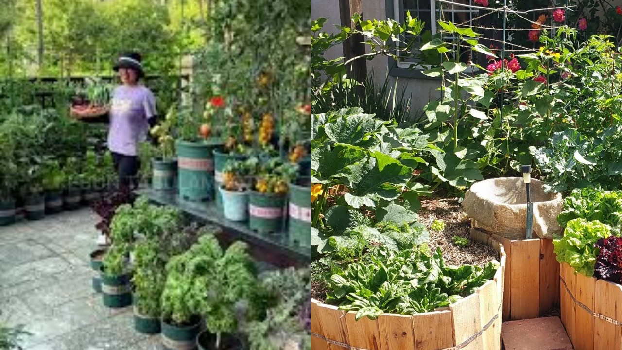 Begini Cara Bikin Kebun Buah Mini di Halaman Sempit, Mudah Banget!