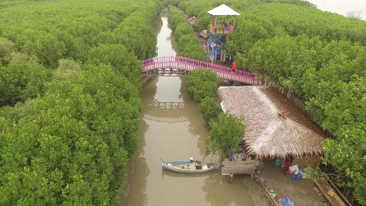 Wisata Alam Penuh Edukasi, Begini Pesona Hutan Mangrove Brebes yang Bisa Jadi Pilihan Tujuan Liburanmu! 