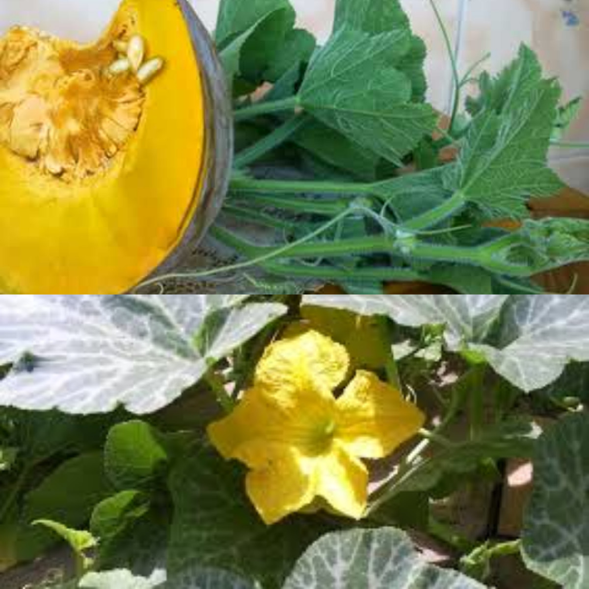 Rasakan Kebaikan Mengonsumsi Daun Labu Kuning!