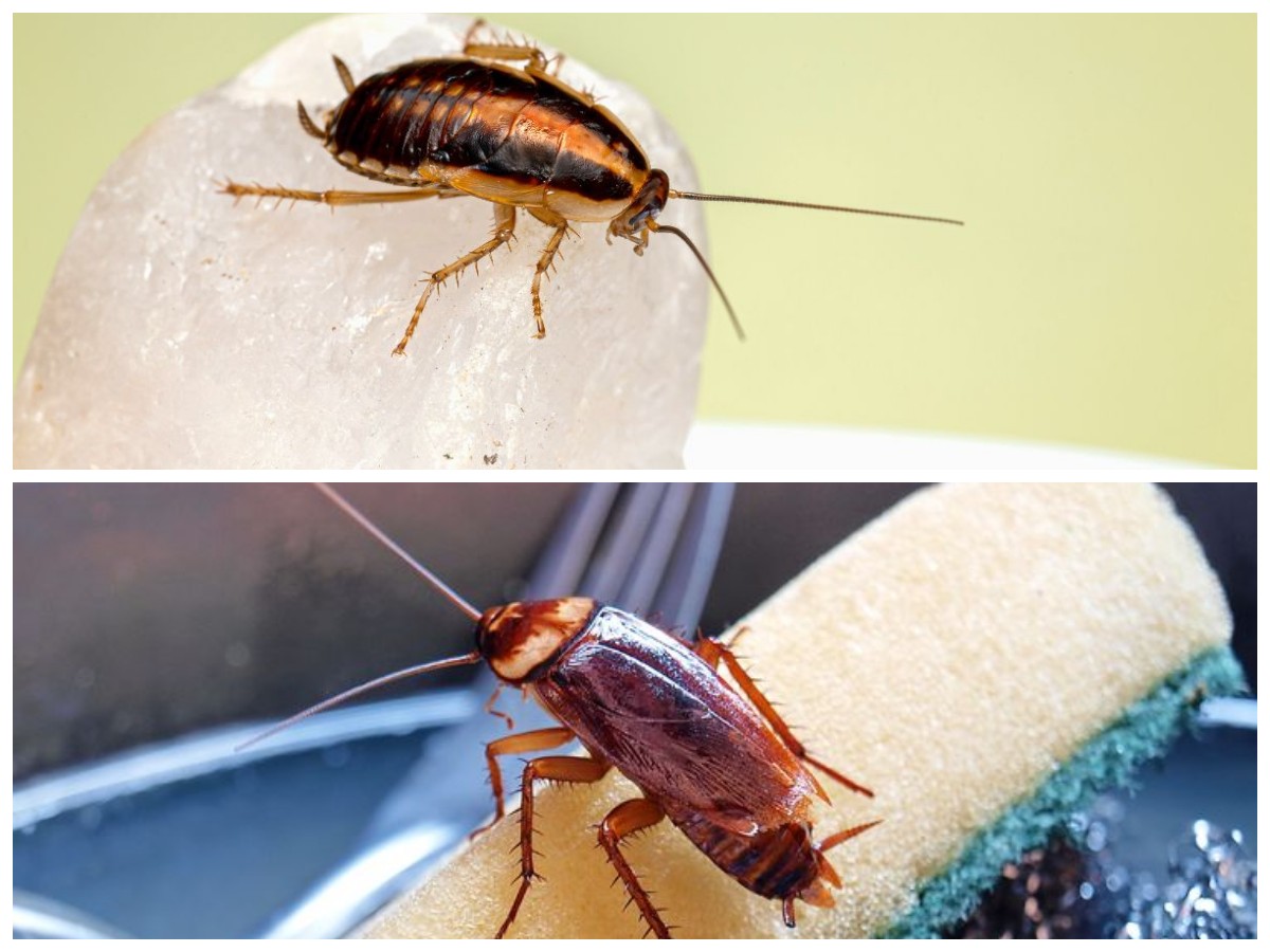 Tanpa Ribet! Cara Efektif Mengusir Kecoa dengan Bahan Alami di Rumah