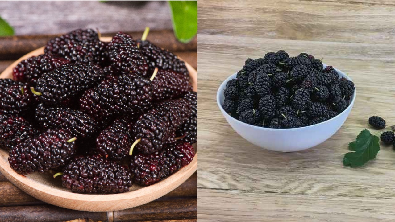 Manfaat Buah Murbei untuk Kesehatan, Si Kecil yang Penuh Nutrisi!