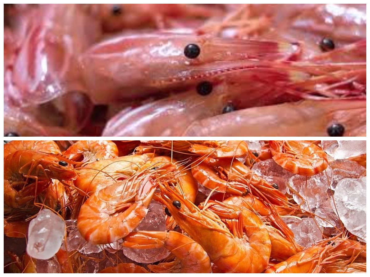 Kupas Tuntas! 7 Khasiat Kepala Udang untuk Menunjang Kesehatan