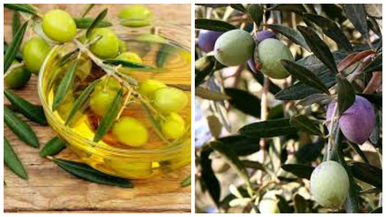 7 Kegunaan Buah Zaitun untuk Kesehatan Tubuh