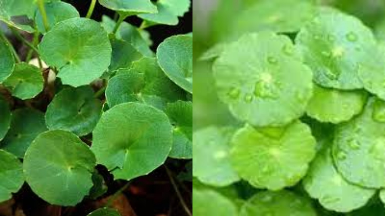 Wajib Tahu Teryata Ini 6 Manfaat Daun Pegagan Untuk Kesehatan Kulit!