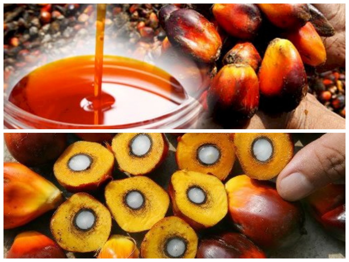 Manfaat Buah Sawit: Nutrisi Alami untuk Jantung Sehat dan Mata yang Terjaga
