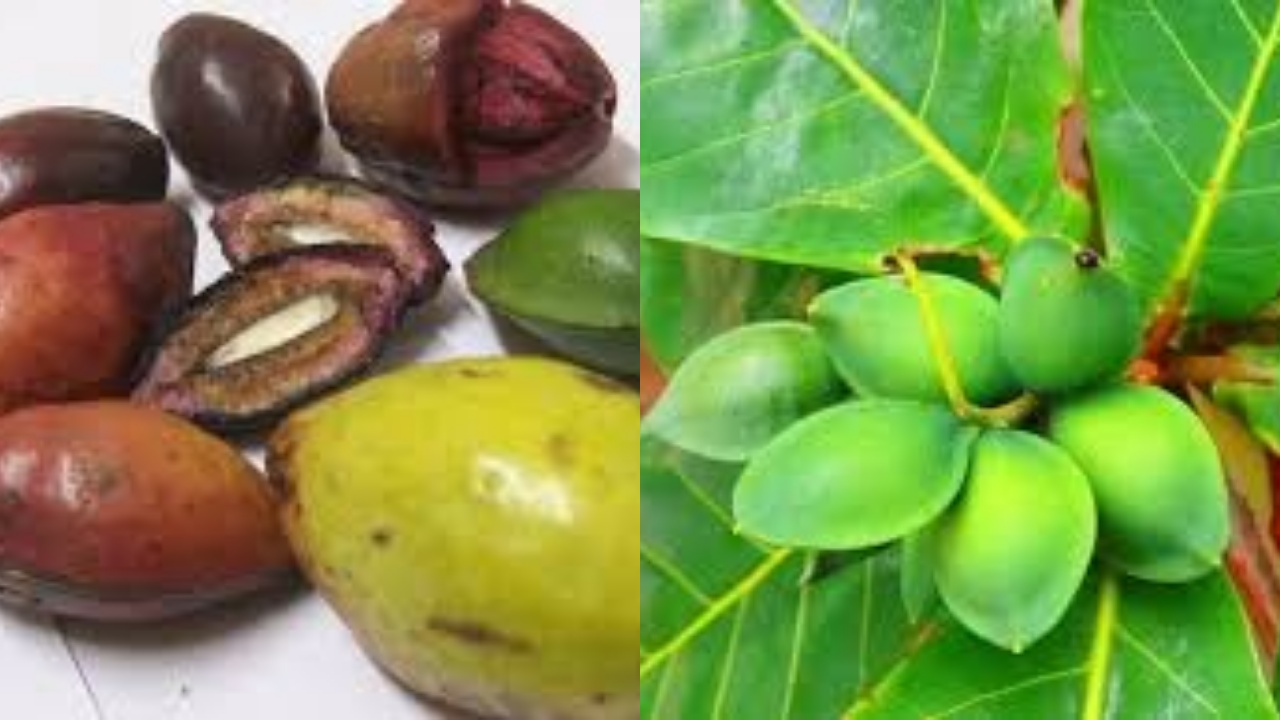 Sensasi Unik Dari Biji Buah Ketapang dan Khasiatnya Yang Harus Kalian Tahu!