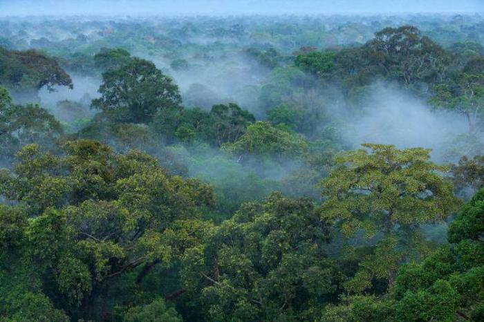 Telah Ada Sejak Zaman Fir'aun, Ini 4 Pohon Dengan Usia Ribuan Tahun Yang Masih Hingga Kini