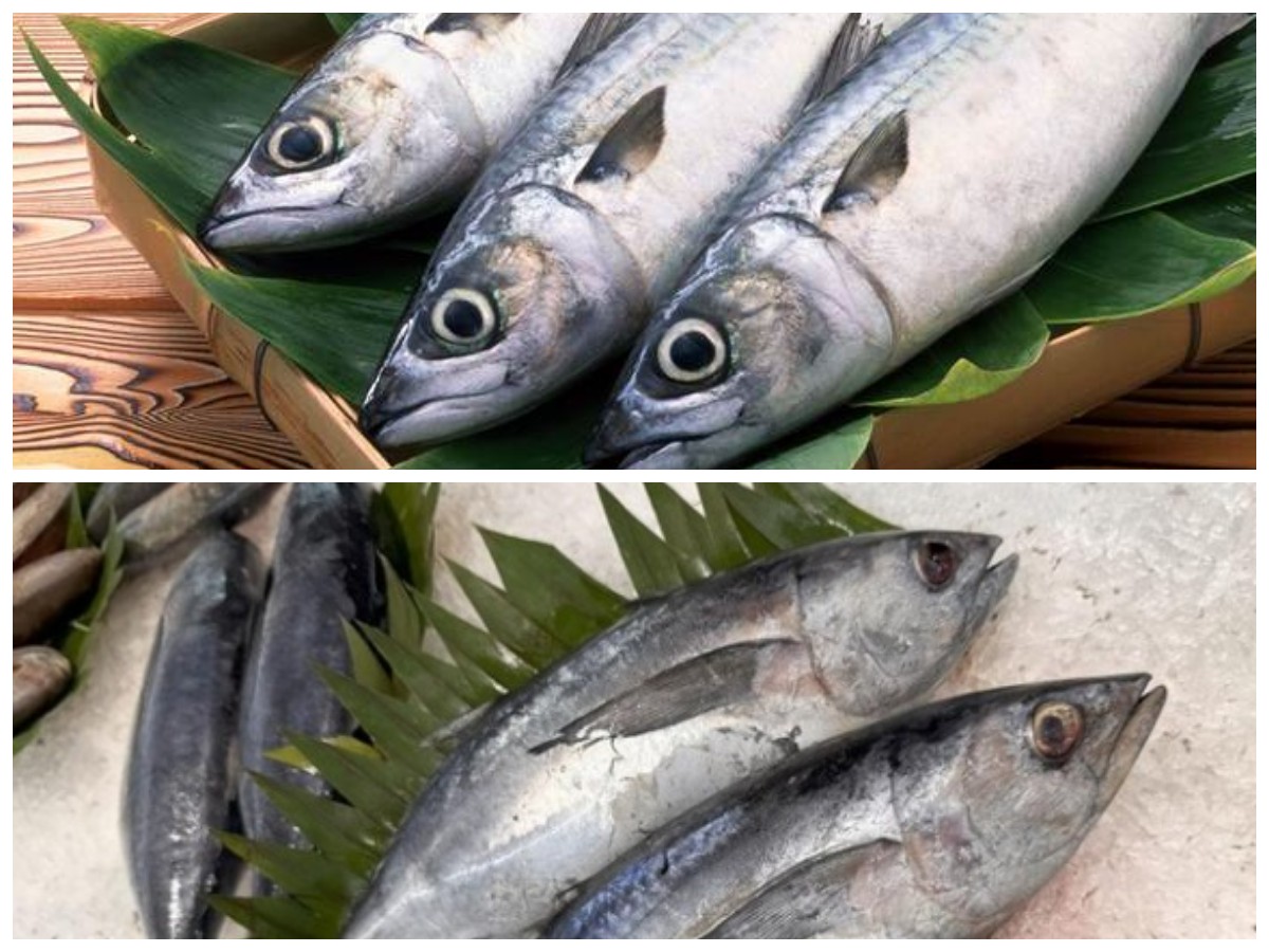 Sehat dan Lezat, Begini Tips Konsumsi Ikan Tongkol agar Tetap Aman