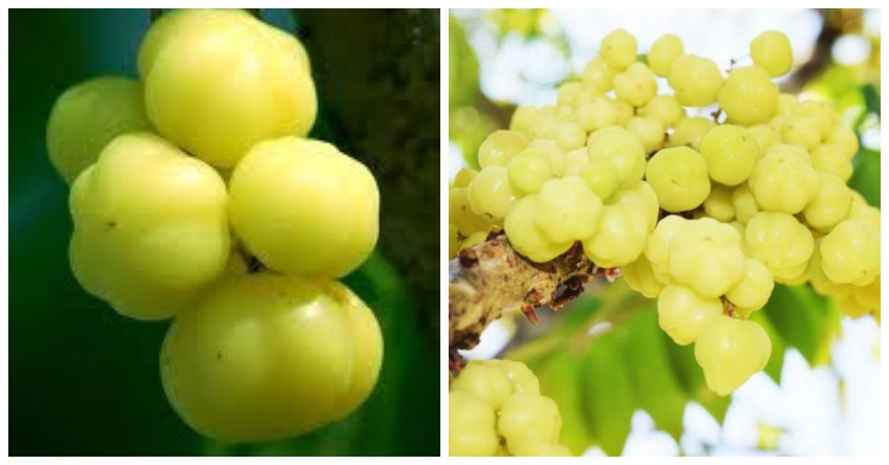 7 Manfaat Buah Cermai untuk Kesehatan yang Menarik Diketahui
