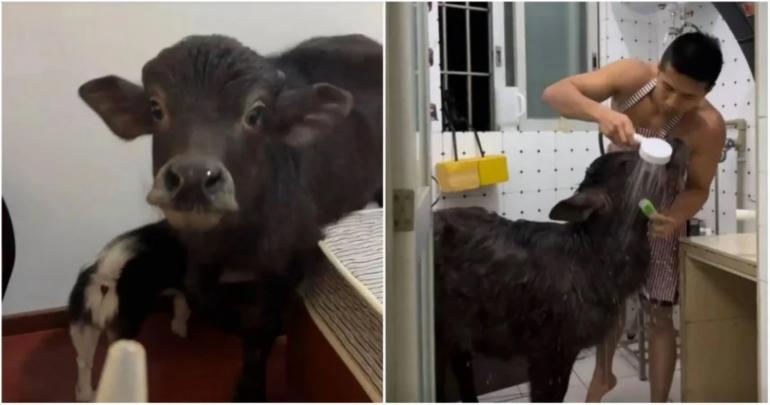 Nekad: Pelihara Anak Kerbau di Apartemen, Mantan Petinju Ini Diusir Dua Kali