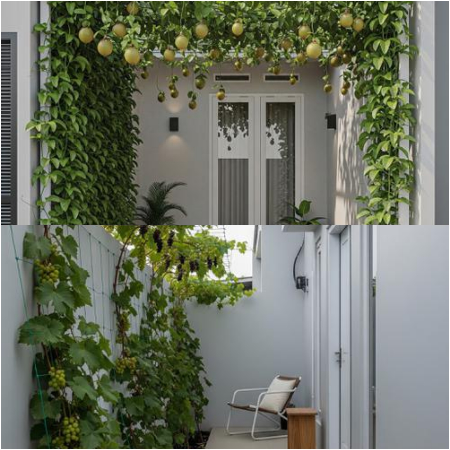 5 Model Teras Rumah dengan Pohon Buah Merambat: Sulap Tembok Jadi Teduh, Estetik, dan Bisa Panen Sendiri!