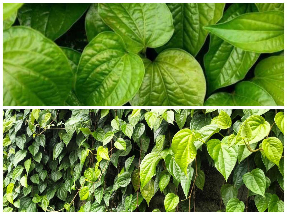 Khasiat Daun Sirih bagi Tubuh: Ramuan Tradisional dengan Segudang Manfaat