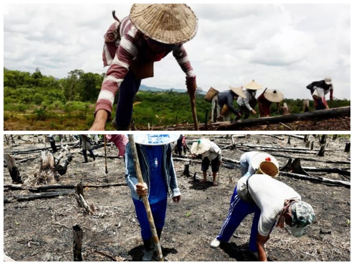 Menelusuri Harmoni Alam dan Tradisi: Praktik Pertanian Suku Rambang yang Sarat Makna