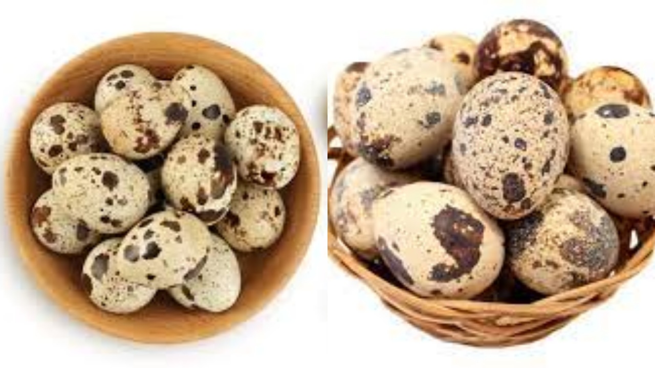 Inilah 7 Manfaat Telur Puyuh Baik untuk Kesehatan Tubuh Wajib Kalian Tahu!