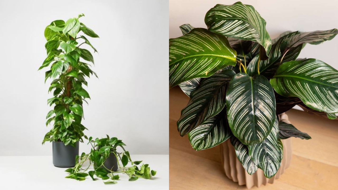 Rekomendasi Tanaman Dalam Ruangan yang Cantik dan Menyegarkan Mata!