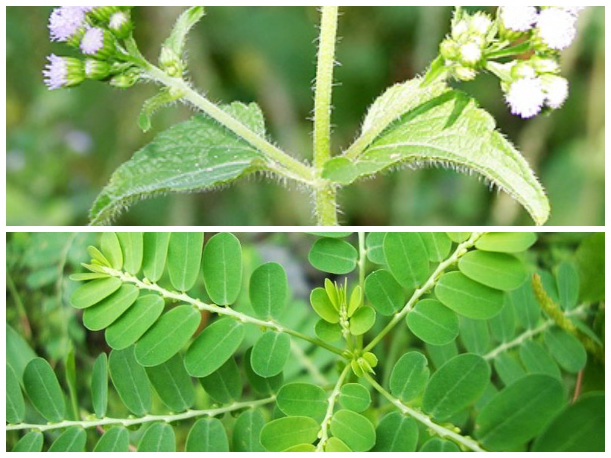 Tanaman Herbal di Sekitar Rumah dengan Khasiat Luar Biasa untuk Kesehatan