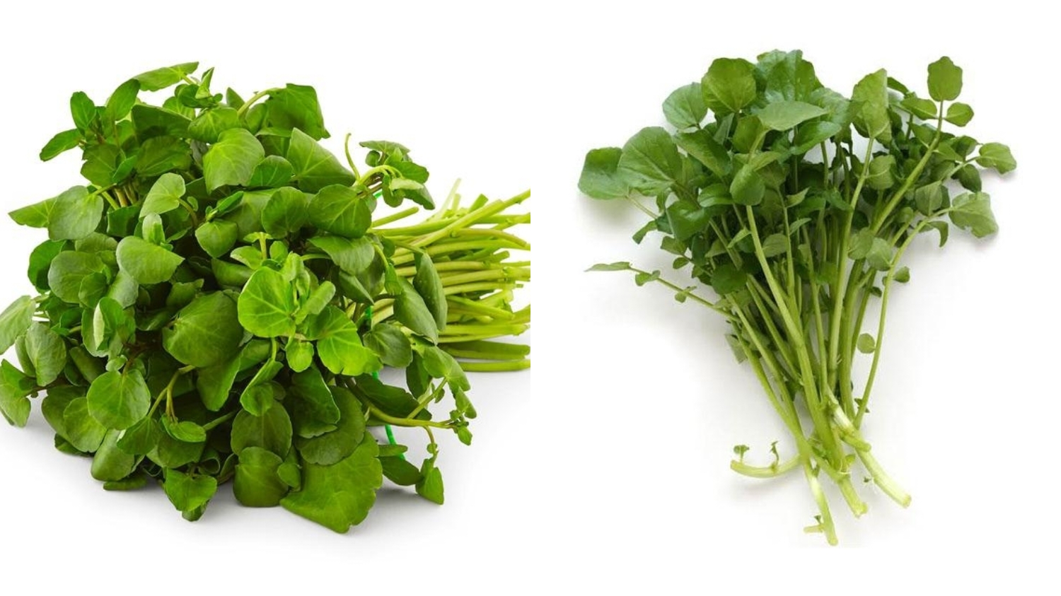 Yuk Intip! Berbagai Manfaat Selada Air Untuk Kesehatan Yang Jarang Diketahui