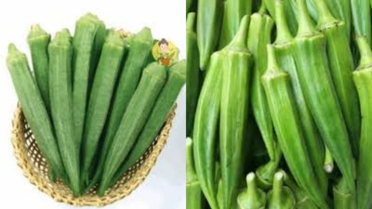 Yuk Ketahui! 8 Manfaat Okra Hijau Untuk Kesehatan Dan Cara Mengolahnya