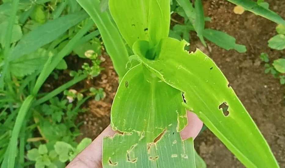 Ulat Gerayak Merusak Daun dan Tongkol Jagung 