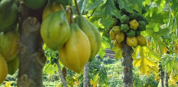 5 Manfaat Buah Carica Untuk Kesehatan, Simak Disini Selengkapnya! 