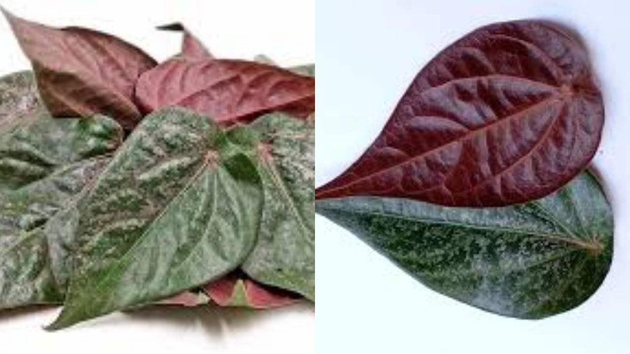 Beragam Manfaat Daun Sirih Merah Untuk Kesehatan Tubuh Yang Jarang Diketahui!