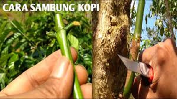 Verifikasi Sambung Pucuk Kopi Capai 90 Persen, Suntikan Bangub Sumsel