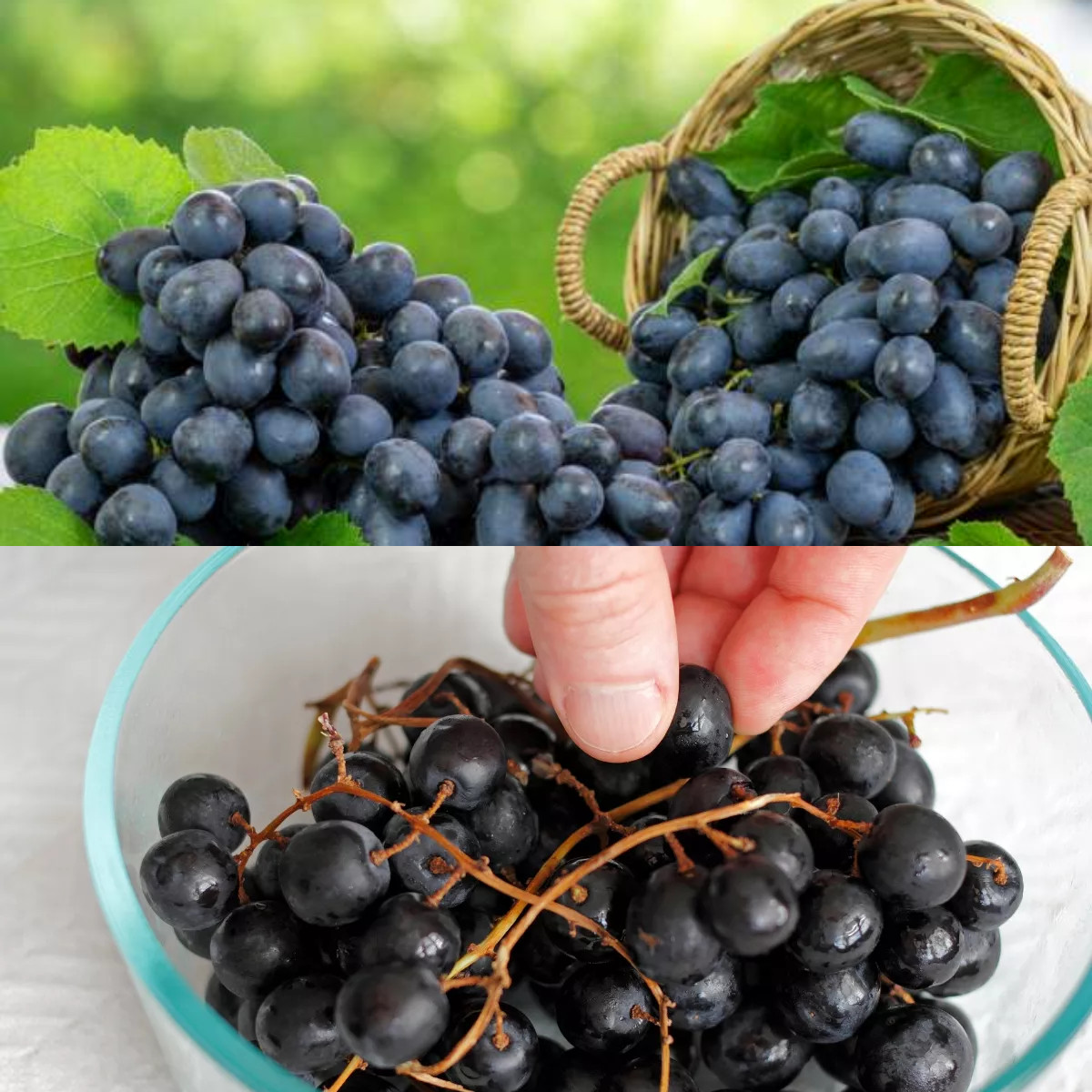  Wow Inilah Manfaat Makan Anggur Hitam untuk Kesehatan!