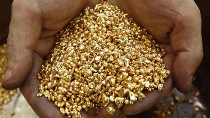 Tanaman Penghasil Emas, Fenomena Luar Biasa di Indonesia