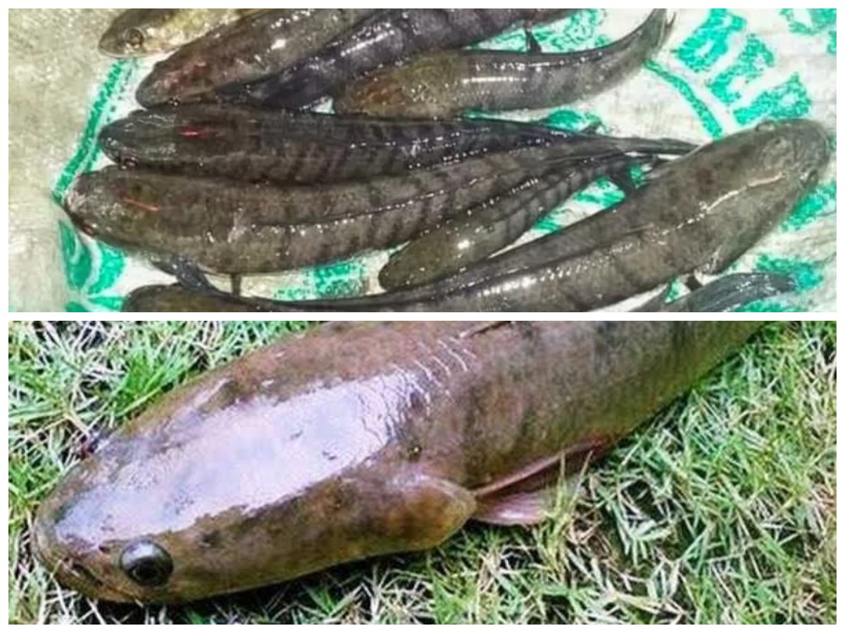 Keajaiban Ikan Gabus: Nutrisi Penting untuk Balita dan Ibu Hamil