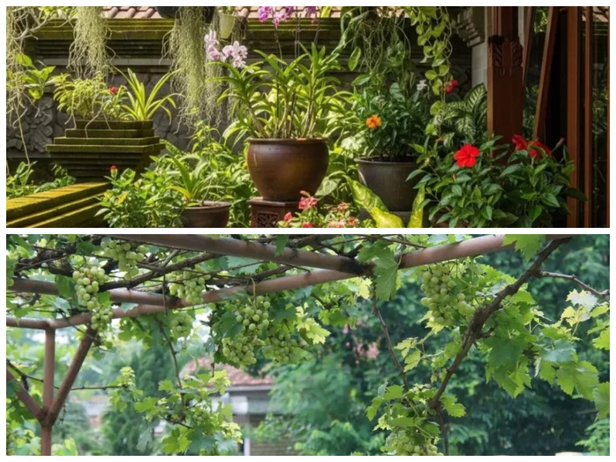 Nuansa Mediterania di Teras Rumah: 10 Inspirasi Desain Kebun Anggur yang Menawan