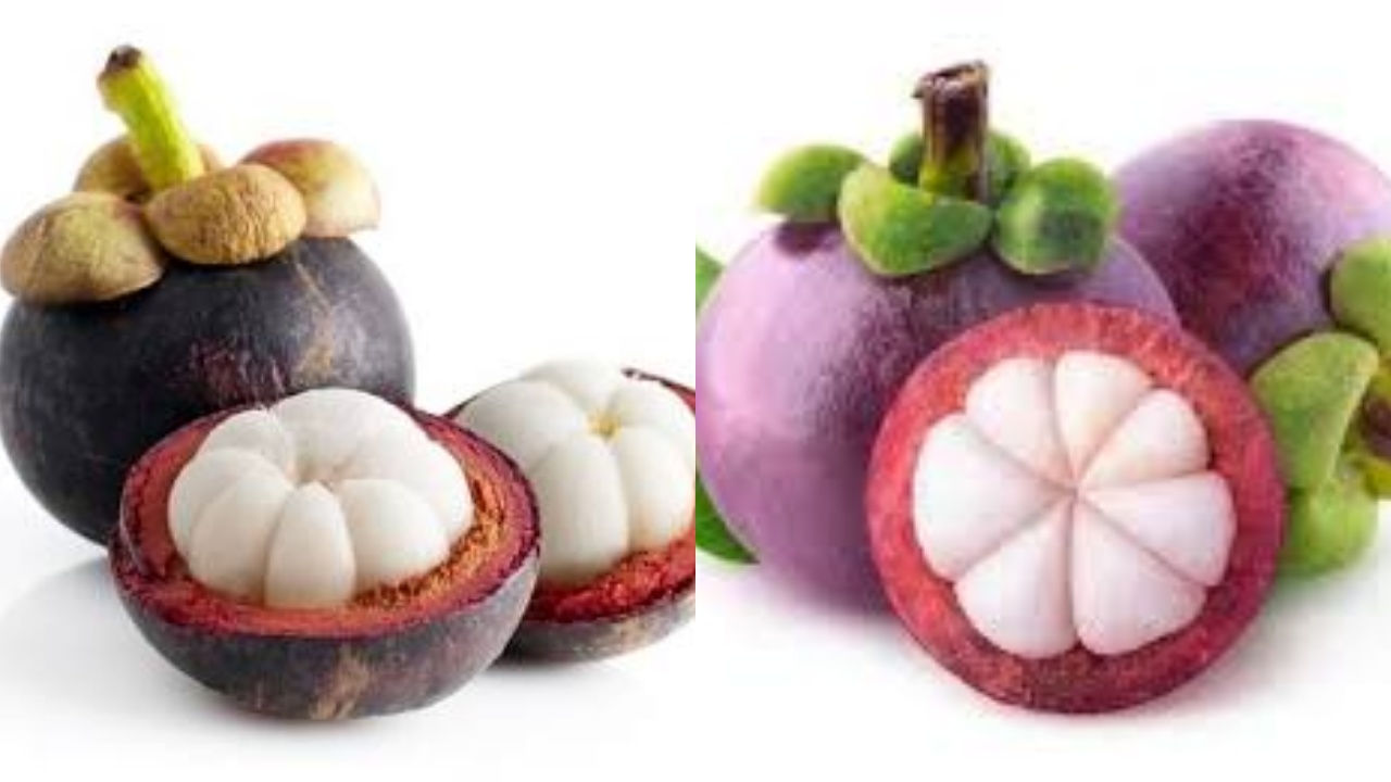 Wajib Ketahui! Inilah 5 Manfaat Buah Manggis Untuk Kesehatan Tubuh Yang Luar Biasa 