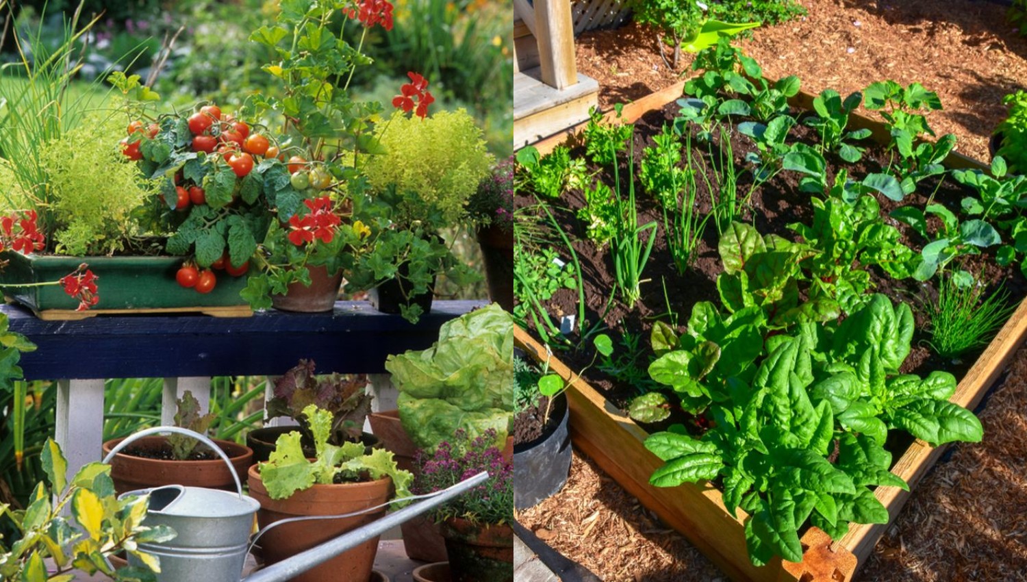 Menanam Sayuran di Pekarangan Rumah, Tips Sukses untuk Hasil Lebih Banyak dan Segar