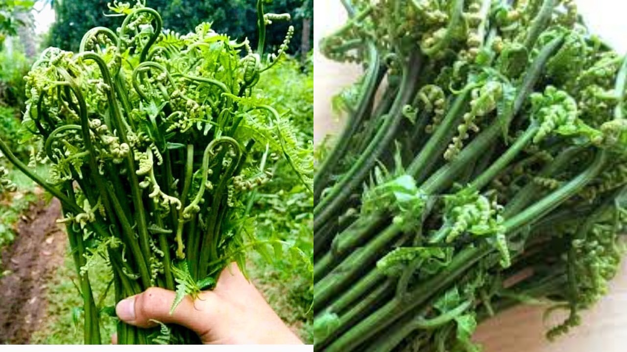 Inilah 7 Manfaat Daun Pakis Untuk Kesehatan Tubuh Yang Jarang Diketahui!