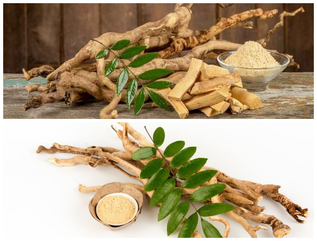 Manfaat Pasak Bumi bagi Kesehatan Tubuh: Rahasia Herbal Alami Penambah Stamina dan Vitalitas Pria!