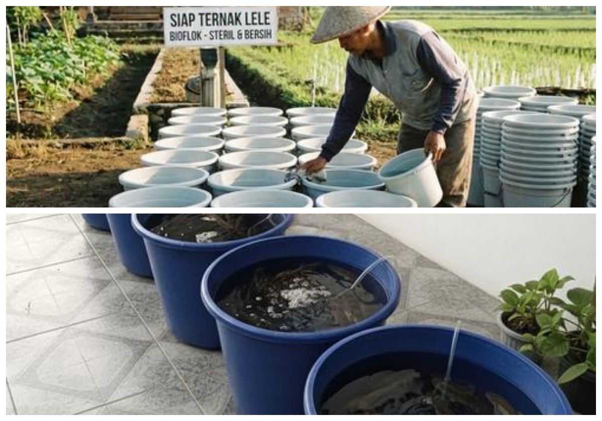 Panduan Sukses Budidaya Lele Bioflok di Ember: Hemat Lahan dan Tinggi Protein!