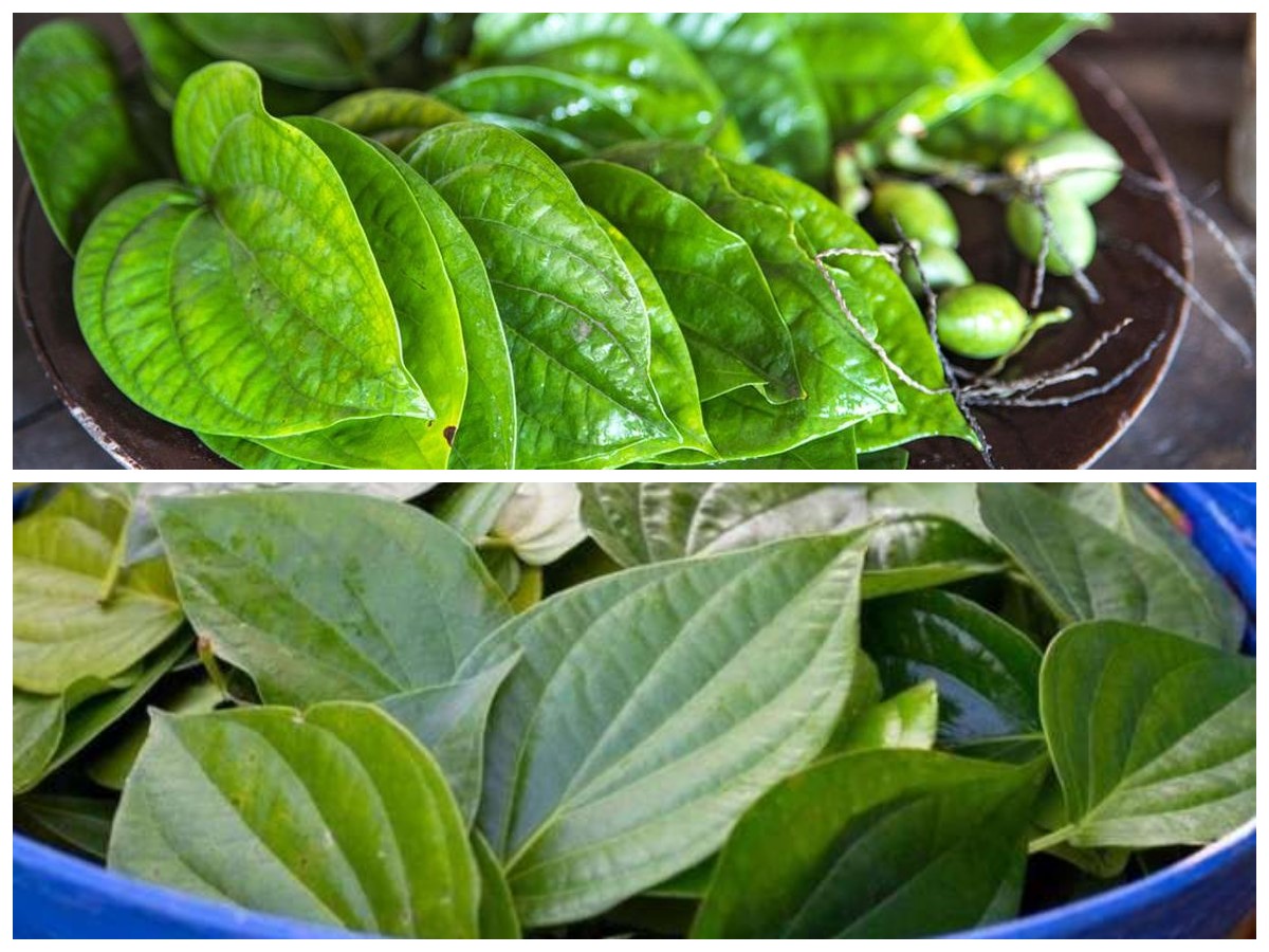Manfaat Daun Sirih bagi Kesehatan Tubuh: Herbal Tradisional dengan Segudang Khasiat!