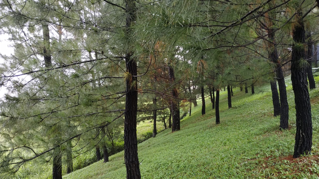 Program 1 Juta Pohon Pinus, Wako : Pertahankan Kesejukan Pagar Alam 