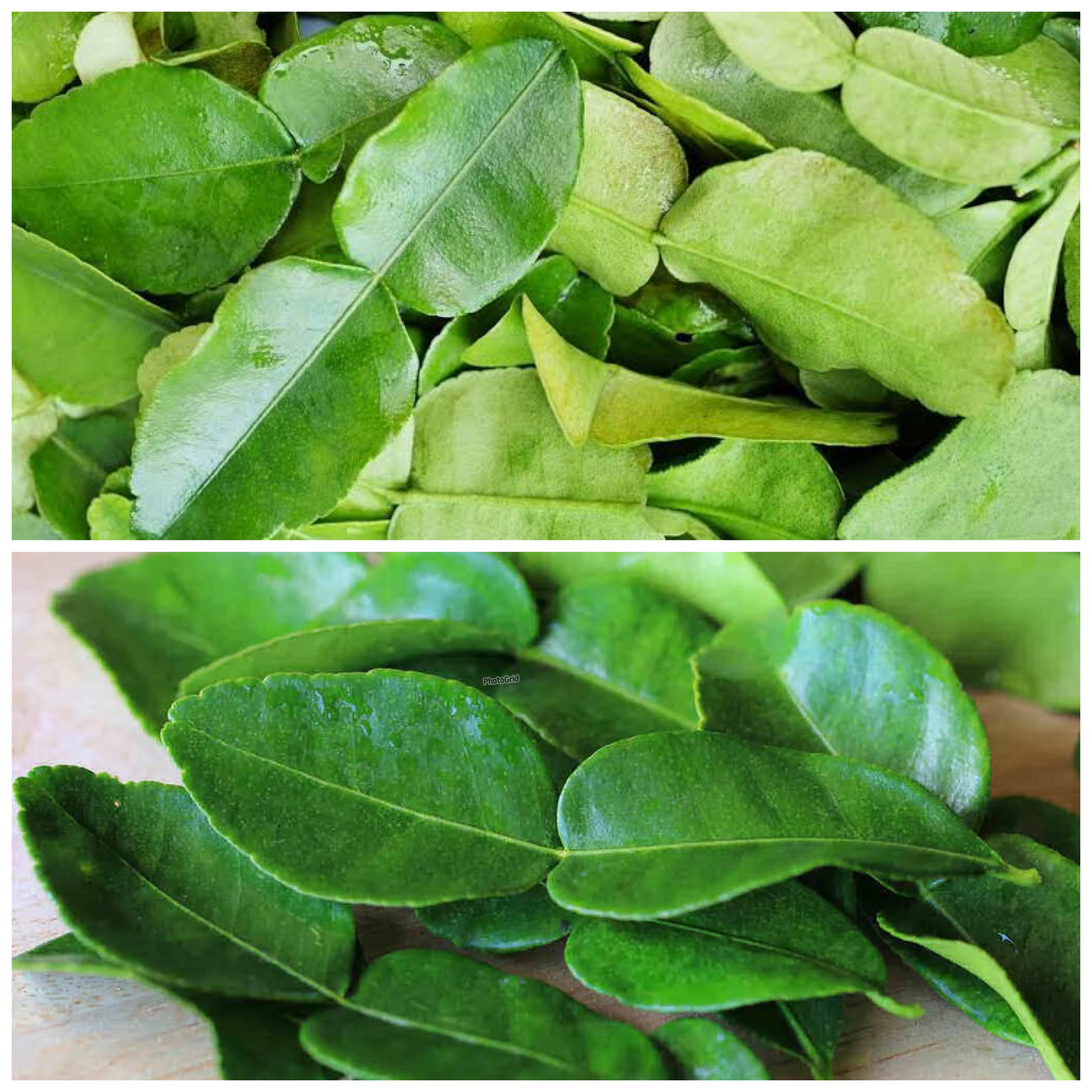 Rahasia Daun Jeruk yang Jarang Diketahui: Bukan Sekadar Penyedap, Tapi Penjaga Kesehatan Alami!