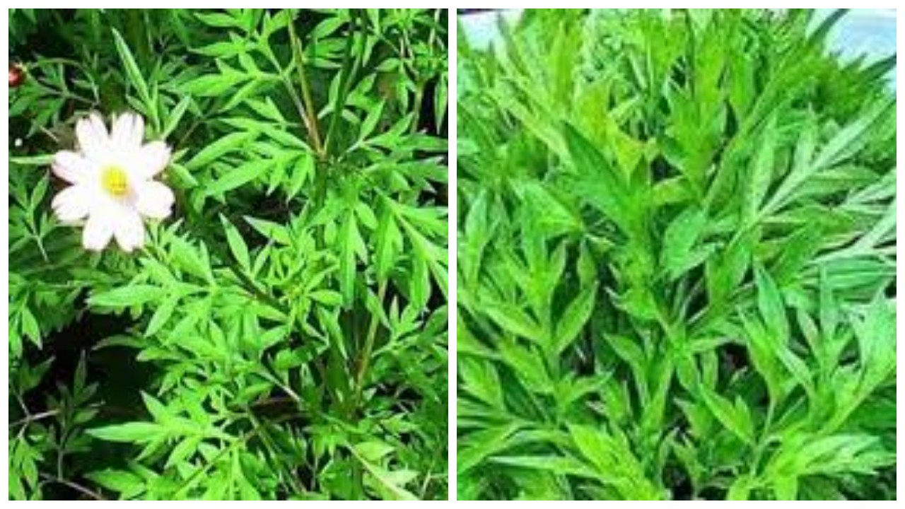 Ketahui 6 Kegunaan Daun Kenikir untuk Kesehatan