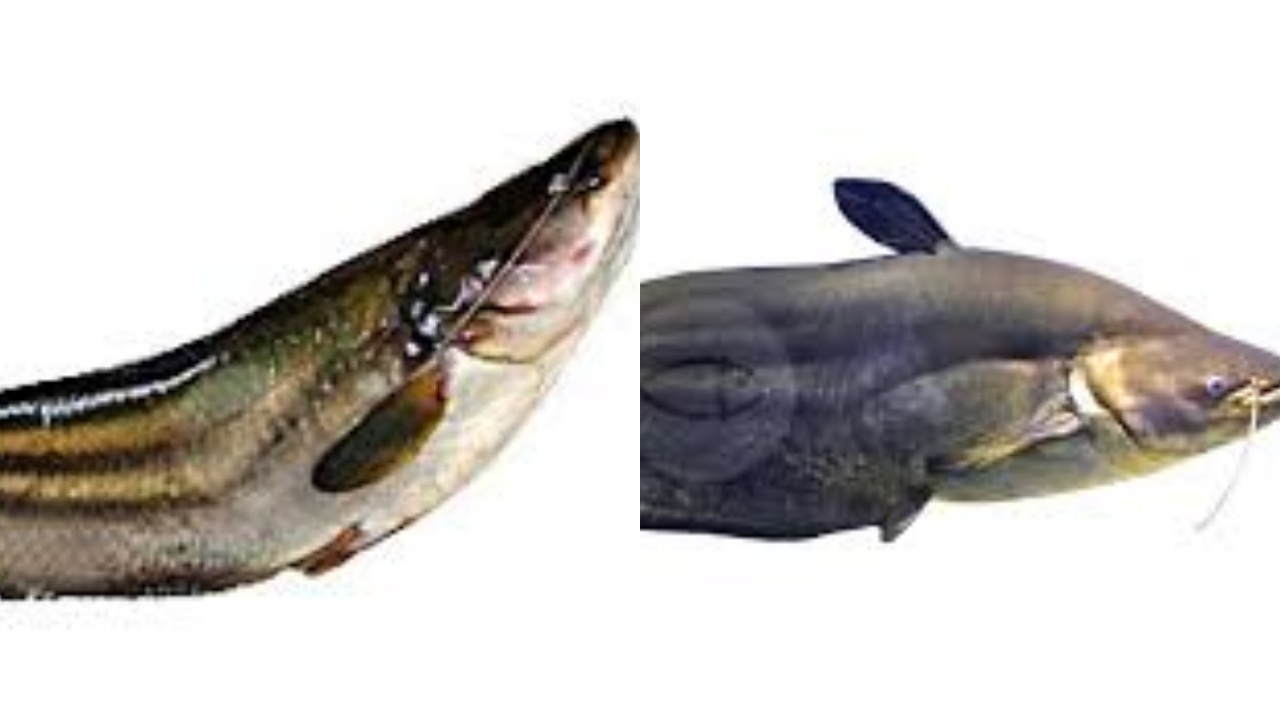 Jarang Diketahui Inilah Manfaat Ikan Tapah Untuk Kesehatan Tubuh!