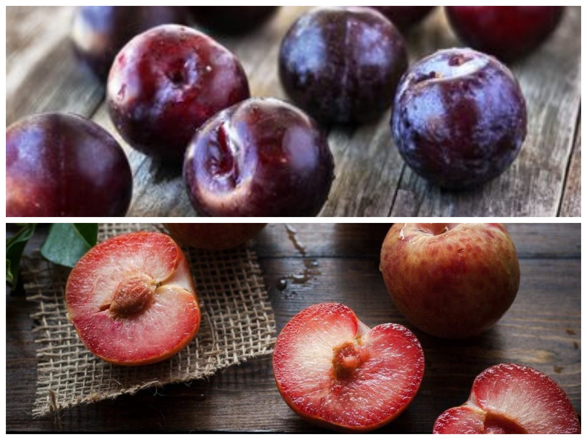 8 Manfaat Luar Biasa Buah Plum untuk Kesehatan yang Jarang Diketahui