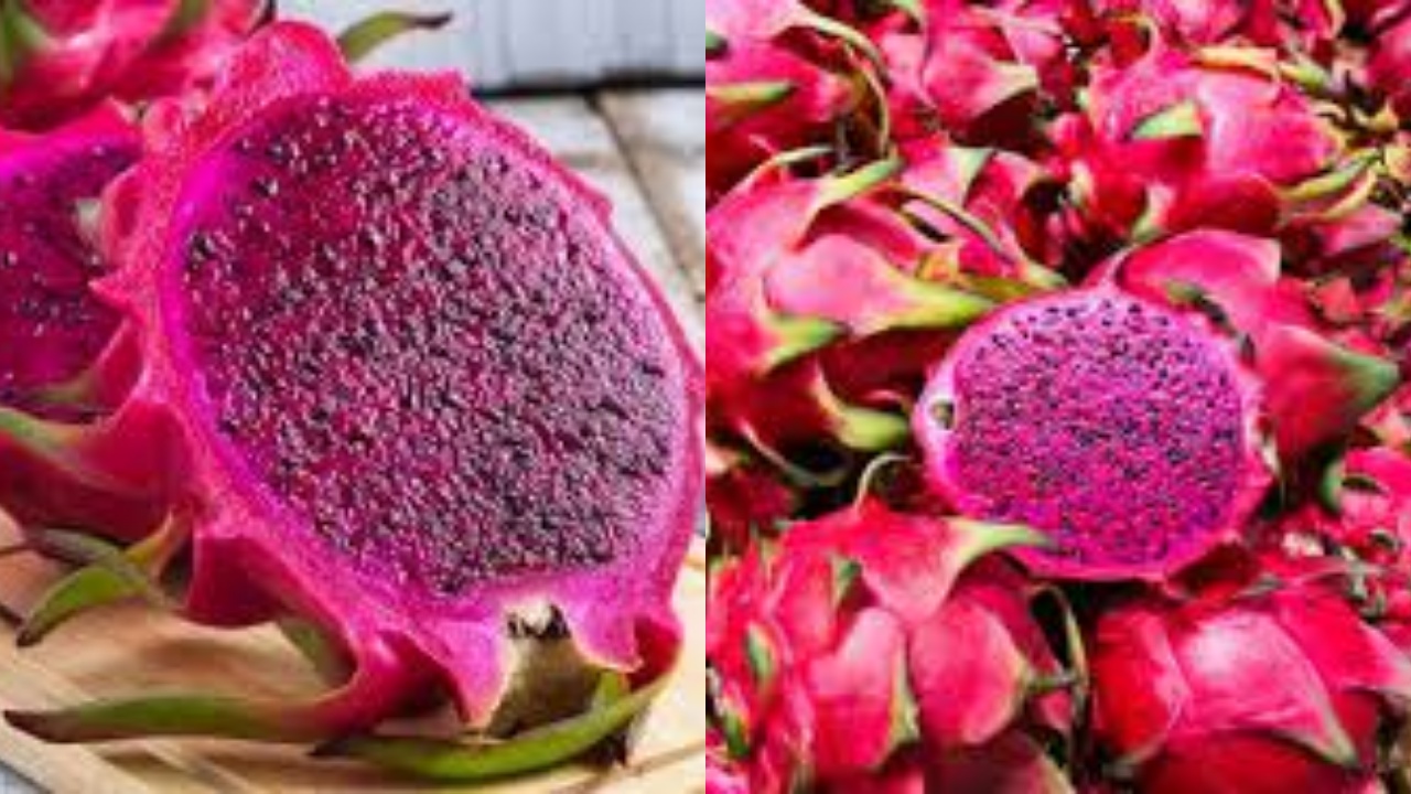 Inilah Kandungan Nutrisi Buah Naga Merah Untuk Kesehatan Berikut Penjelasanya!