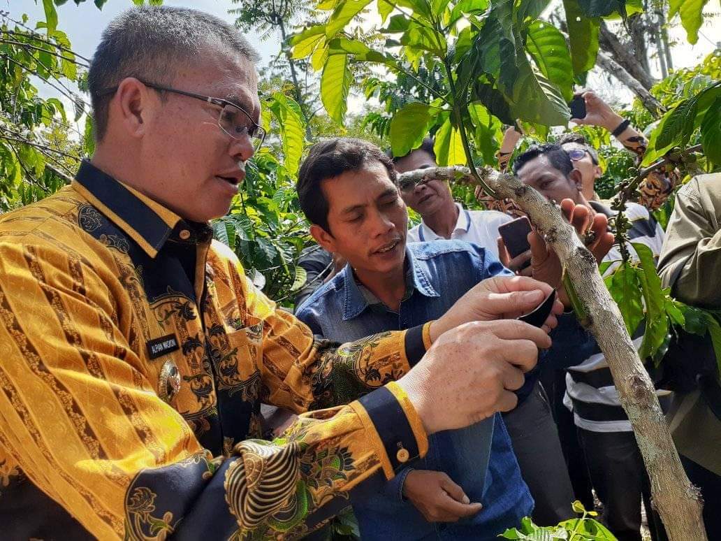 Data dan Fakta Stek Kopi: Hasilkan Lima Juta Batang dan Lima Ribu Petani, Lanjutkan ALAF 2 Priode