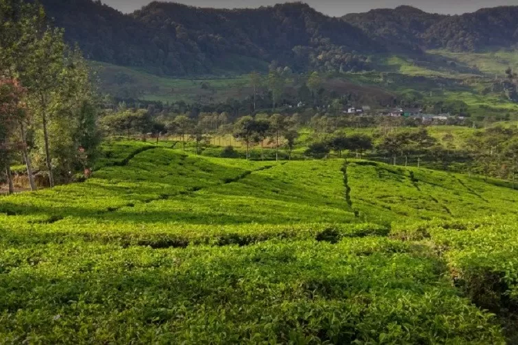 Keangkeran Gunung Gumitir: Antara Sejarah, Mitos, dan Alam