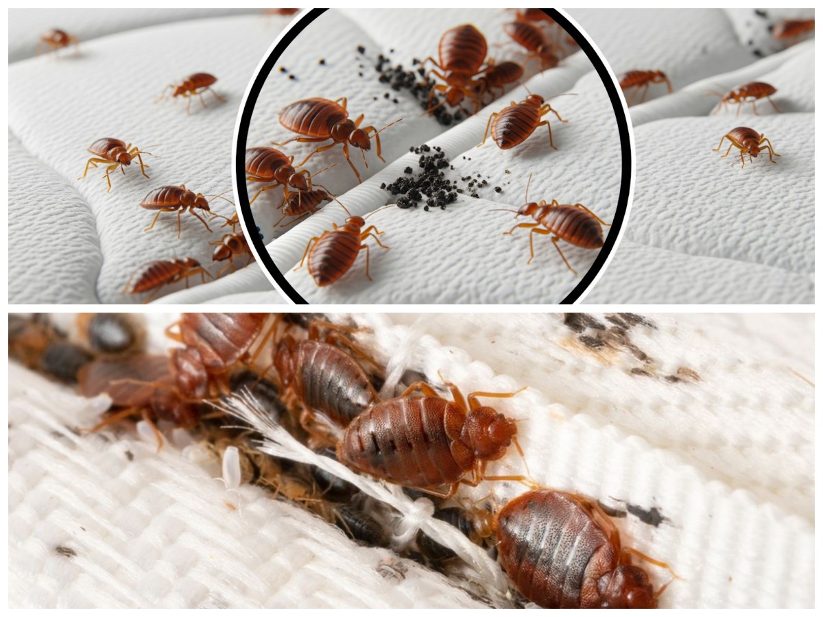 Waspada Gigitan Tungau di Kasur! Kenali Penyebab, Risiko Kesehatan, dan Solusi Praktis Mengatasinya