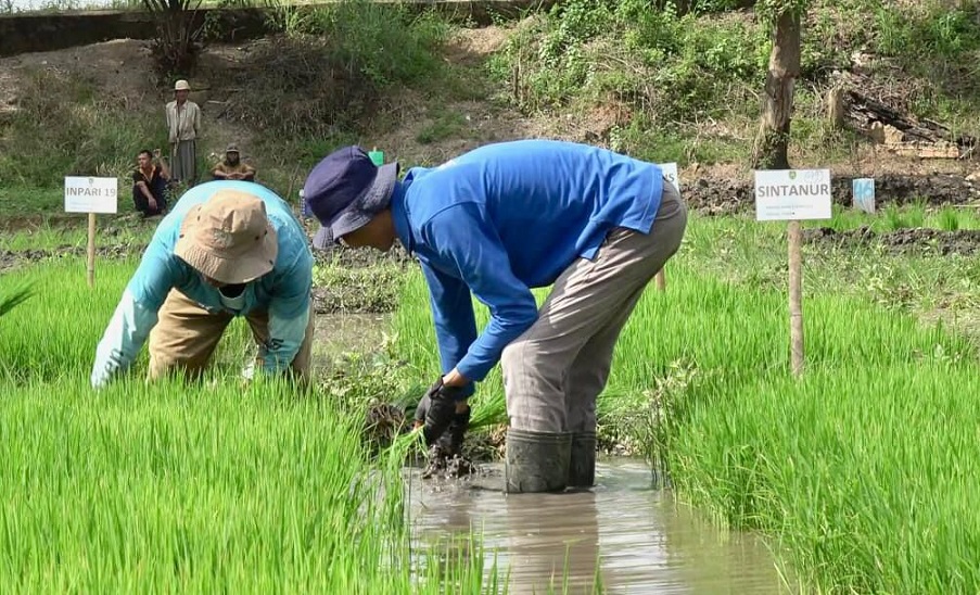 Bulog Sumsel Babel Bidik 172 Ribu Ton Beras di 2026