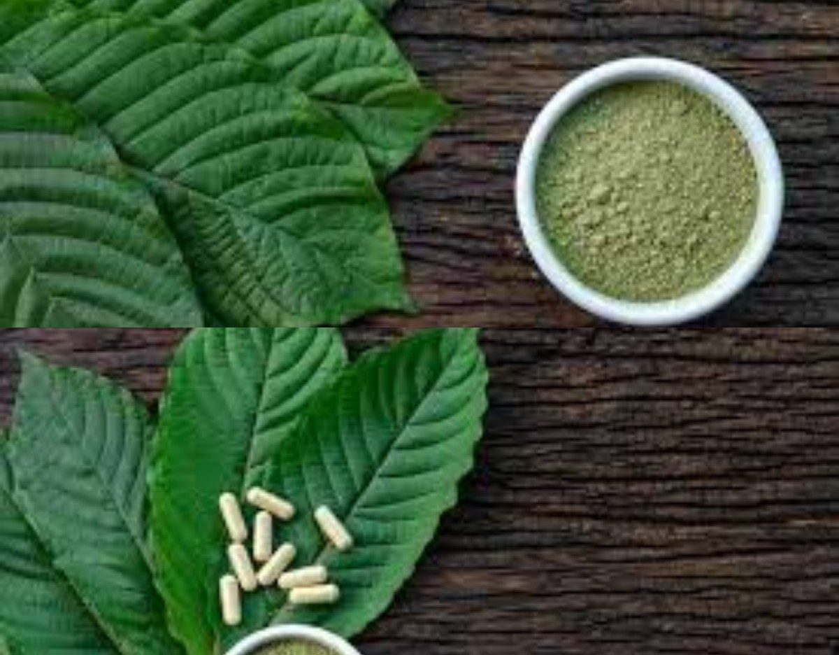 7 Fakta Tanaman Herbal Daun Kratom yang Jarang Diketahui, Ternyata Baik untuk Kesehatan!