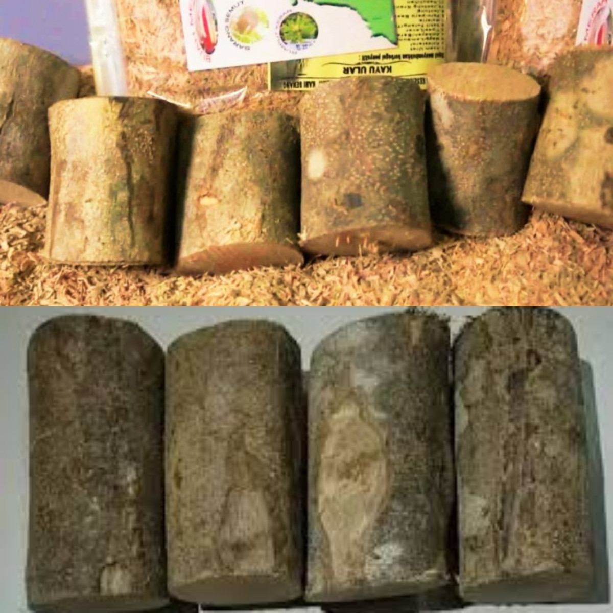 10 Manfaat Kayu Ular Bagi Tubuh, Menjaga Kesehatan dan Menyembuhkan Penyakit!  